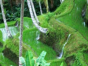 Rice Patties - Close up of Irrigation