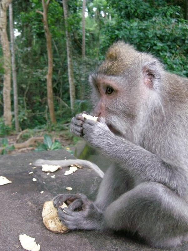e - Monkey eatin&#39; his fruit