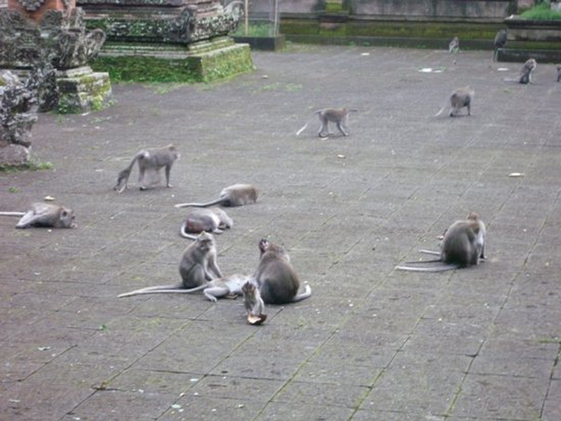 j - so many monkeys!