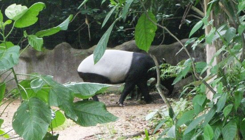 f - Malayan Tapir LIVE =)