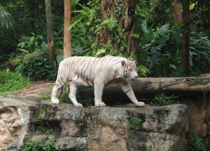 h - White tiger!