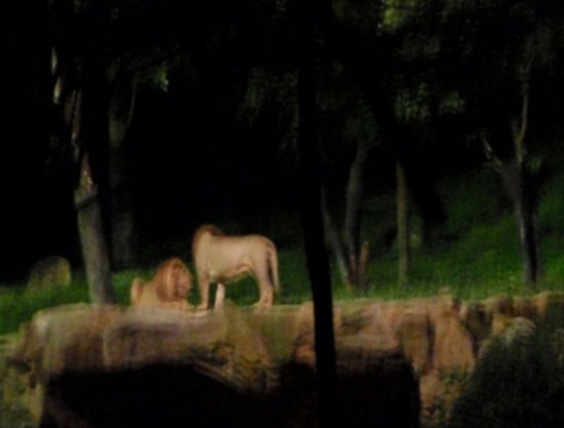 5 - Night Safari ride