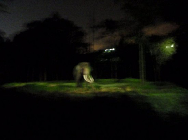 6 - Night Safari - African Elephant