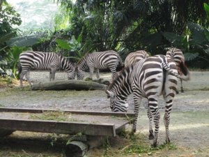 v - zebras