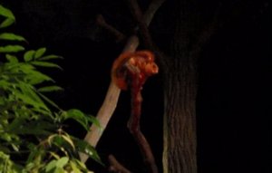 3 - Night Safari - Flying squirrels