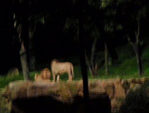 5 - Night Safari ride