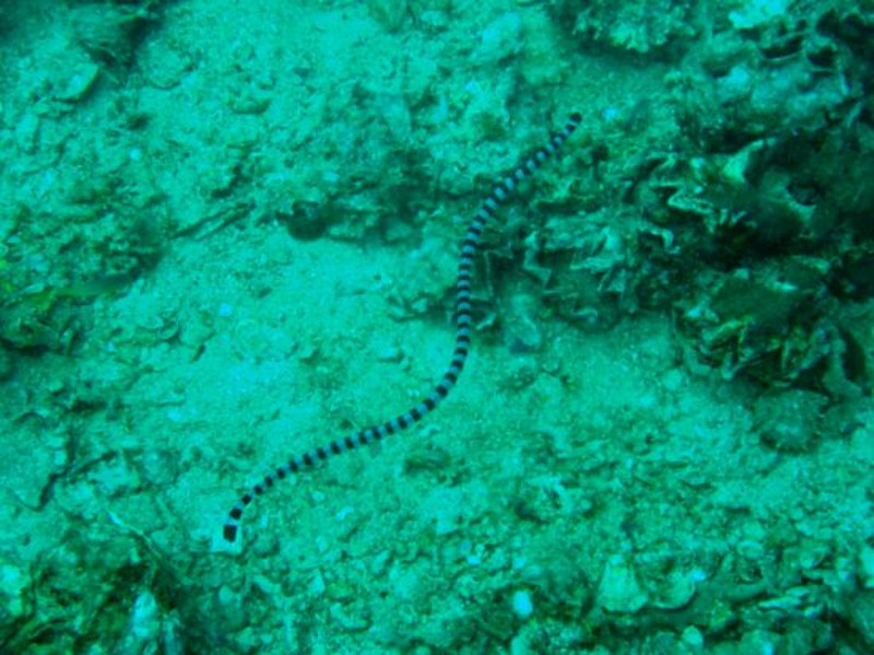 4 - sea snake 2