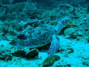 6 - sea turtle
