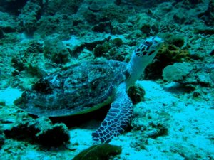 7 - sea turtle2