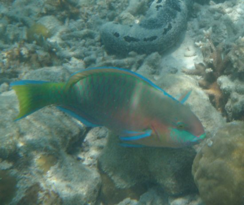 Parrot Fish 1
