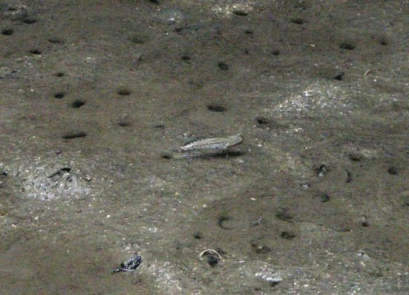 Mudskipper! A walking fish!