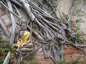 Buddha in the roots