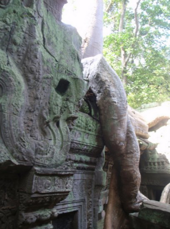 Roots at Angkor Thom
