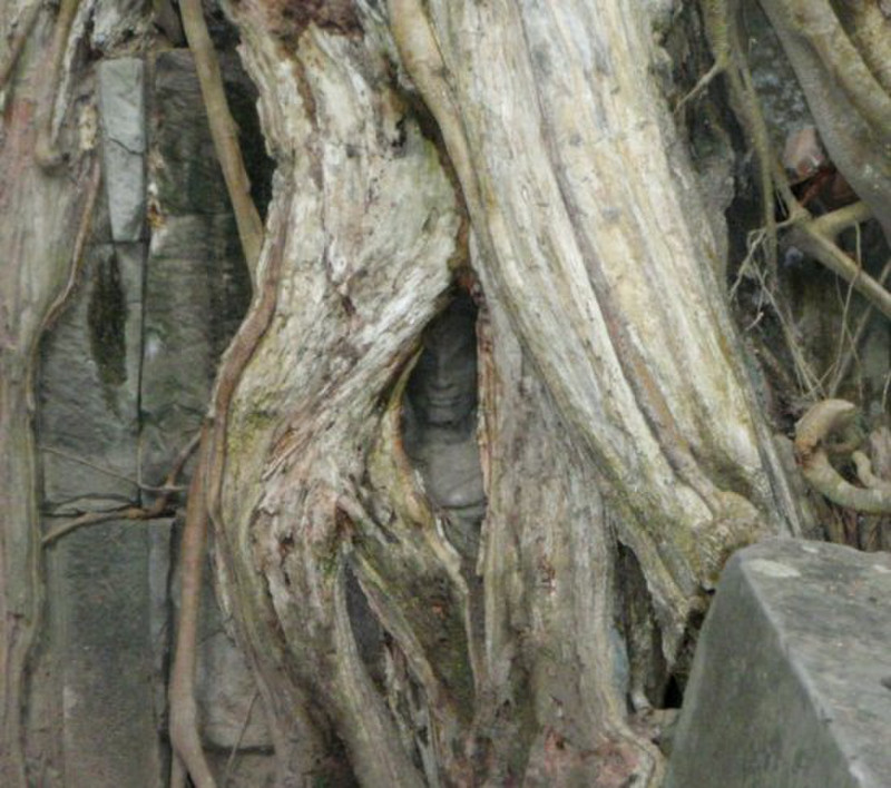 Face hidden in the roots at Angkor Thom