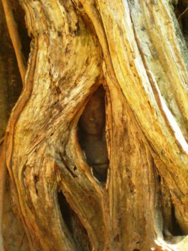 Face hidden in the roots at Angkor Thom
