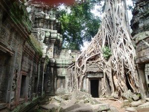 Jungle Roots at Angkor Thom