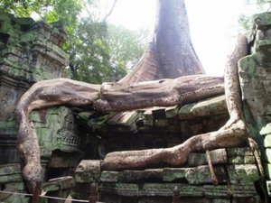Jungle Roots at Angkor Thom