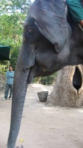 A real elephant at the temple!