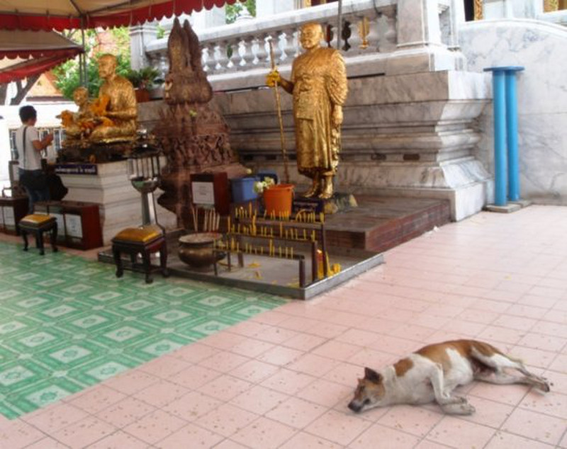 Hot Puppy at Wat Intharawihan