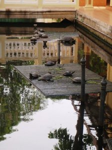 Monks turtle pool at Wat Bowon Niwet