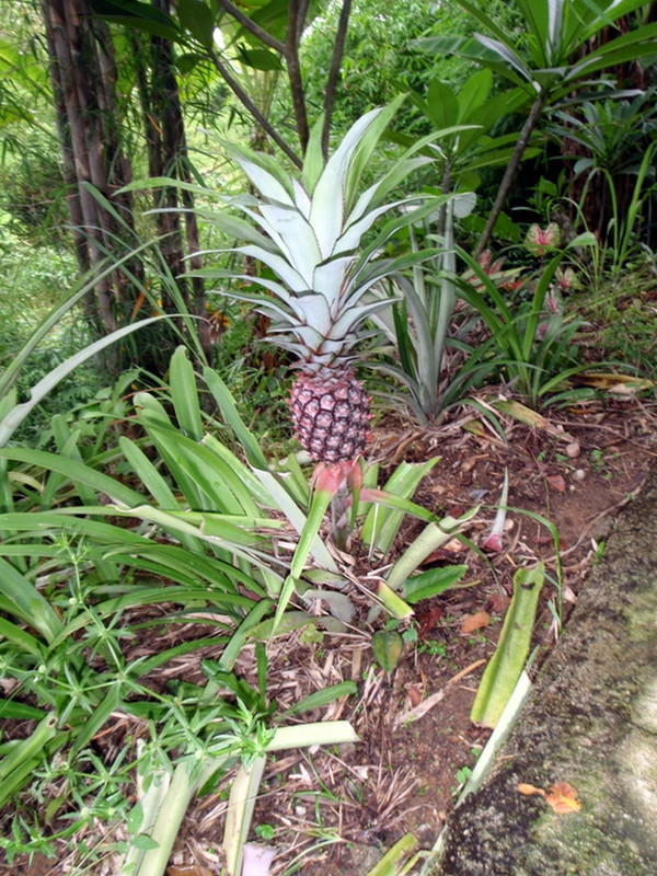A pineapple growing on the side of the trail