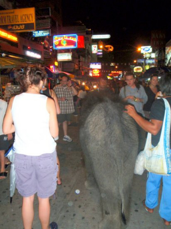 Sad sight , babay elephant paraded for tourists