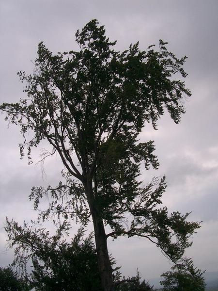Tree in Apata