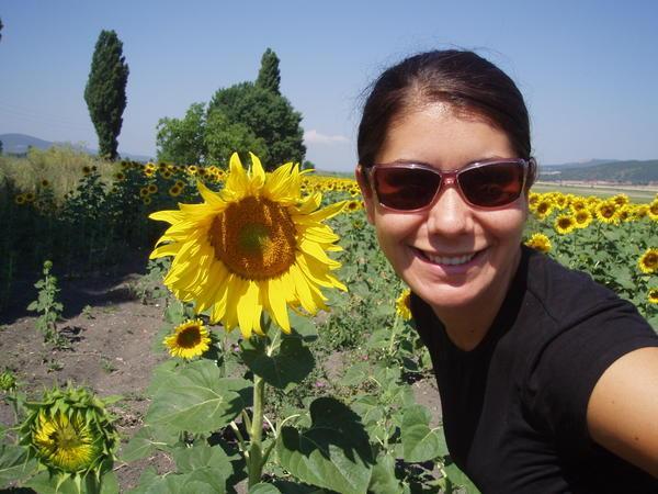 Amazing sunflower fields