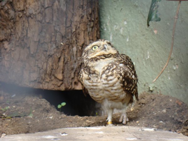 Owls at the zoo