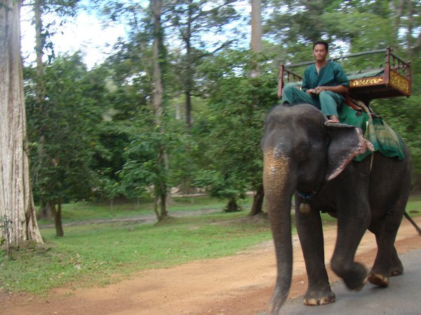 Elephant on his way to Elephant Gate