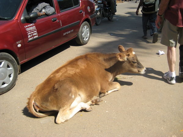 cow beside the road