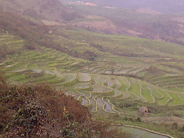 Beautyfull rice terraces