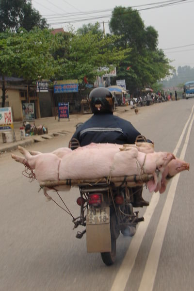 Live pig transport