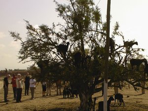 100 goat tree