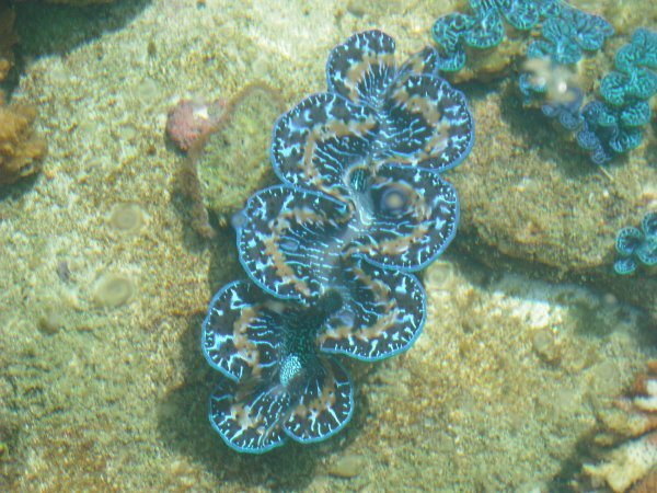 Baby Giant Clams at the marine research centre
