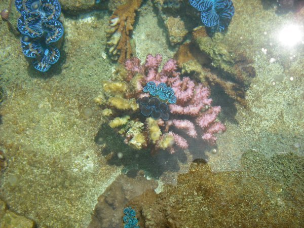 Growing Coral at the research centre