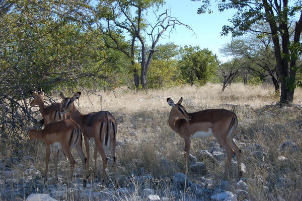 Black faced impalas