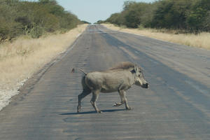A warthog