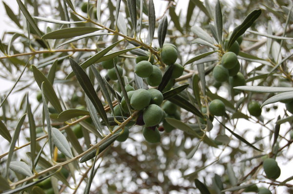 Olives!