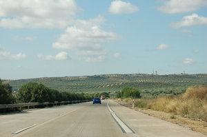 Olive trees as far as the eye can see!