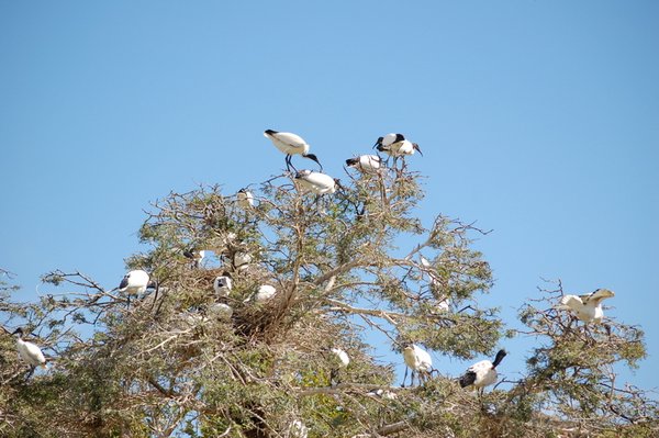 A tree full of ibises