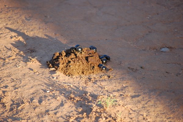 Lots of dung beetles