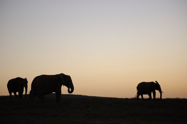 Elelphants at sunset