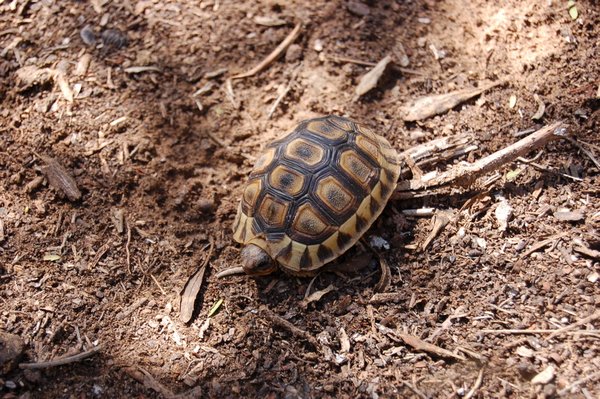 A tiny tortoise