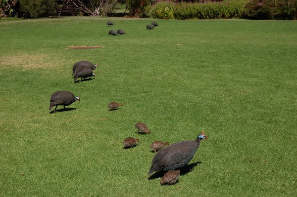Lots of guineafowl