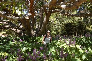 In the flowers at Kirstenbosch botanical gardens