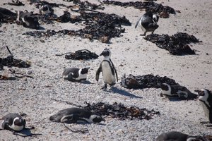 More penguins
