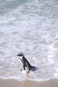 Penguin having a paddle!