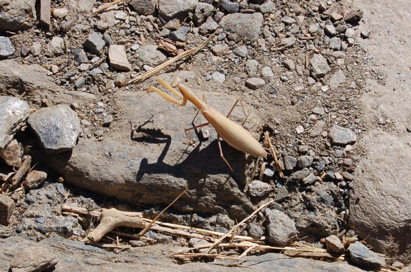 A praying mantis that we found whilst walking