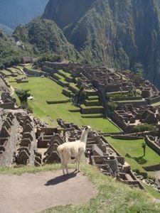 Llama and Machu Picchu 1